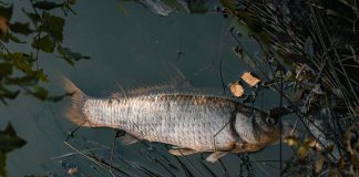 Toter Fisch im Wasser