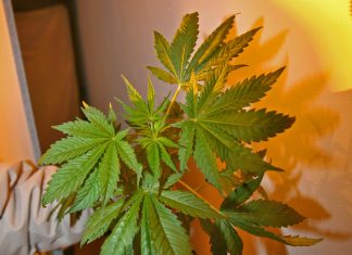 Erster Cannabis-Club in Hamburg erhält Genehmigung für Anbau Hand hält Cannabispflanze.