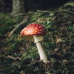 Giftnotruf erhält viele Anfragen zu Pilzvergiftungen Es ist Pilzsaison und auch Fliegenpilze wachsen im Wald. Diese sind giftig.