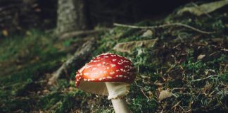 Es ist Pilzsaison und auch Fliegenpilze wachsen im Wald. Diese sind giftig.