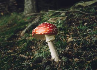 Giftnotruf erhält viele Anfragen zu Pilzvergiftungen Es ist Pilzsaison und auch Fliegenpilze wachsen im Wald. Diese sind giftig.