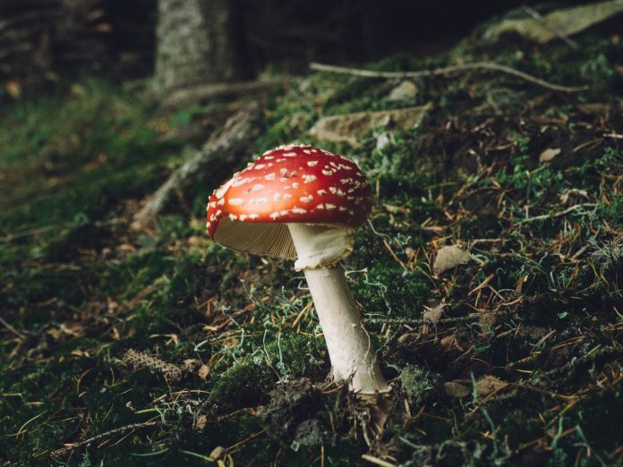 Es ist Pilzsaison und auch Fliegenpilze wachsen im Wald. Diese sind giftig.