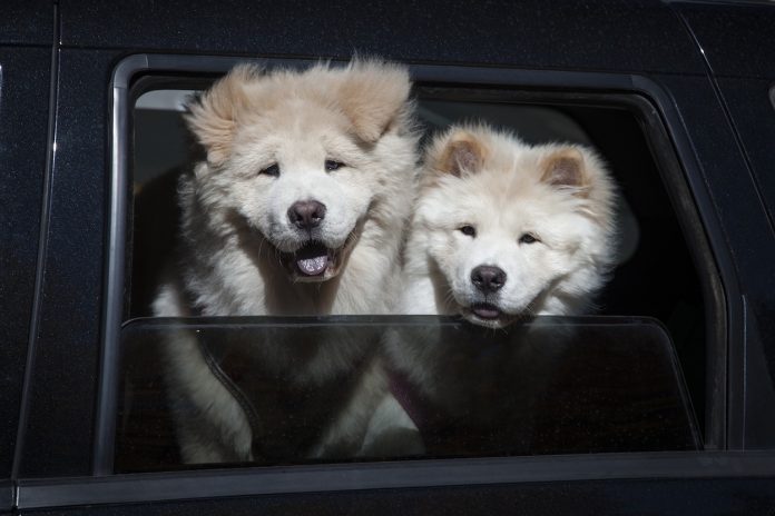 Zwei Hunde, die aus einem Fenster schauen.