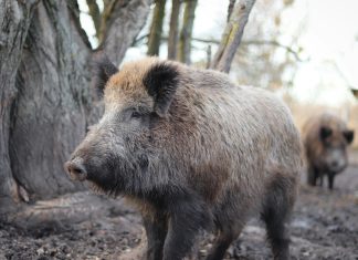 Keine Futtersorgen für Wildschweine im Herbst Ein Wildschein steht auf einer Lichtung im Wald.