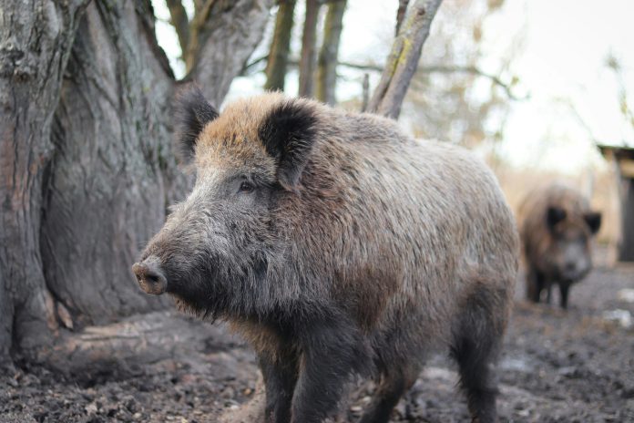 Ein Wildschein steht auf einer Lichtung im Wald.