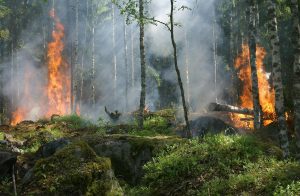 Ein Wald brennt, Bäume sind umgestürzt, Rauch hat sich gebildet.