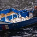 Alsterschwäne überwintern getrennt Ein Mann sitzt in einem Boot mit zahlreichen Alsterschwänen. Sie fahren auf dem Wasser. Foto: Ulrich Perrey/dpa