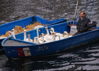 Alsterschwäne überwintern getrennt Ein Mann sitzt in einem Boot mit zahlreichen Alsterschwänen. Sie fahren auf dem Wasser. Foto: Ulrich Perrey/dpa