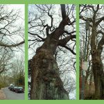 Ältester Straßenbaum Hamburgs