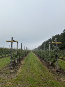 Eine Apfelbaumplantage. Der Himmel ist bewölkt. Foto: Lara Kitzinger