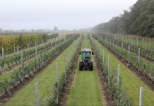 Künstliche Intelligenz im Alten Land Das Esteburg Obstbauzentrum Jork aus Perspektive einer Drohne. In der Mitte ist ein Trecker, um ihn herum eine Apfelplantage. Aufgeteilt in gleichmäßige Reihen. An der rechten Seite befindet sich eine Baumreihe eines angrenzenden Waldes. Der Himmel ist bewölkt.