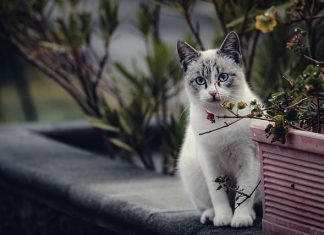 Hamburger Senat beschließt Katzenschutzverordnung Mehr Tierschutz für Hamburg durch Katzenschutzverordnung. Foto: Fabio/Pixabay