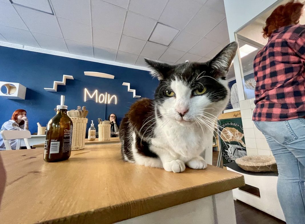 Katze Liffey hat es sich auf einem Tisch mitten im Café gemütlich gemacht. Foto: Katers Köök