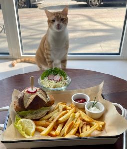 Kater Rebell begutachtet den veganen Fischburger. Foto: Katers Köök