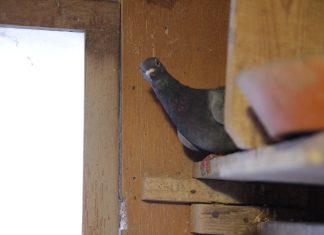 Hamburgs Tauben zwischen Ablehnung und Fürsorge Einäugige Taube im Handicap Schlag