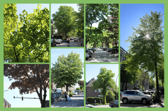 Hamburger Straßenbäume an verschiedenen Stellen der Stadt. Links zu sehen sind Blätter, darunter eine Ampel unter einer Baumkrone. Andere Bilder sind eine Allee mit Autos, eine Baum neben einem Auto und ein Straßenbaum vor einem Haus.