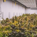 Mehr Cannabis Social Clubs in Hamburg Cannabis-Plantage im Ineren eines Gebäudes