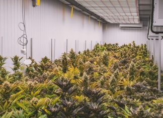 Mehr Cannabis Social Clubs in Hamburg Cannabis-Plantage im Ineren eines Gebäudes