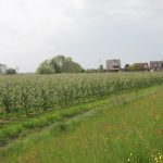Apfelbaumplantagen auf dem Weg nach Buxtehude.