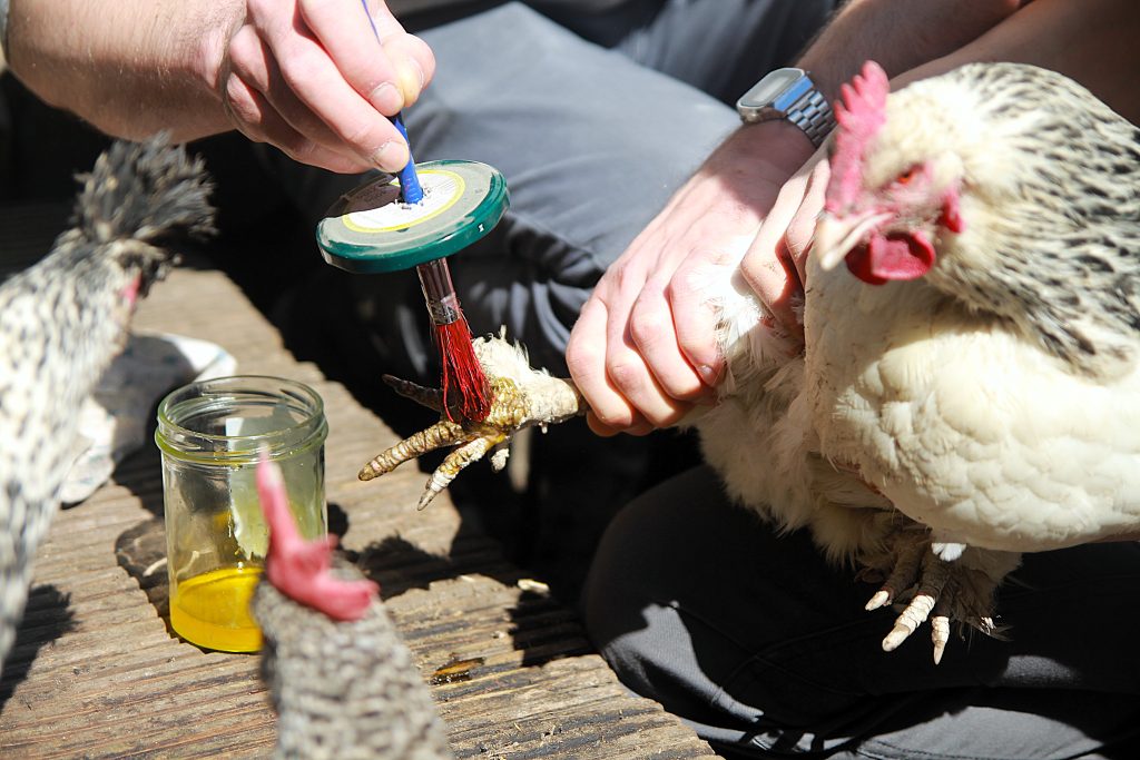 Huhn am Hühnerhof Motte wird festgehalten, um Leim auf den Fuß zu pinseln