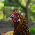 IMG_6699