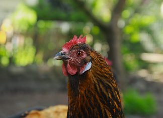 Die Hühnerhüter von Hamburg Huhn am Hühnerhof Mote in Ottensen schaut in die Kamera