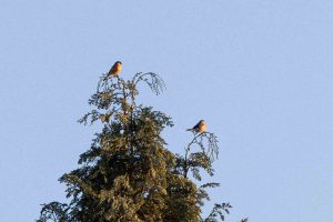 Zwei Gimpel sitzen auf einem Baum. Dieser Rote Vogel aus Hamburg wird auch Dompfaff genannt. Selten wird von diesem Vogel auch als Blutfink gesprochen. erkennbar ist dieser etwa 15 bis 19 Zentimeter große Fink an der roten brust bei Männchen und dem Aufällig massiven Schnabel.