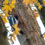 NABU FOTOS NEU-6