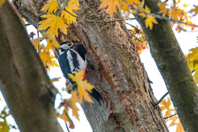 Ein Buntspecht krallt sich an dem Runden Eingang zu seinem Nest im baum fest. Der Buntspecht ist entgegen seines Namens recht unscheinbar. Schwarz-weißes Gefieder mit einer knallroten Flanke.