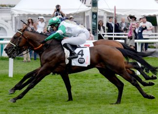 Historischer Derbysieg mit Beigeschmack Braunes Pferd mit Person die draufsitzt