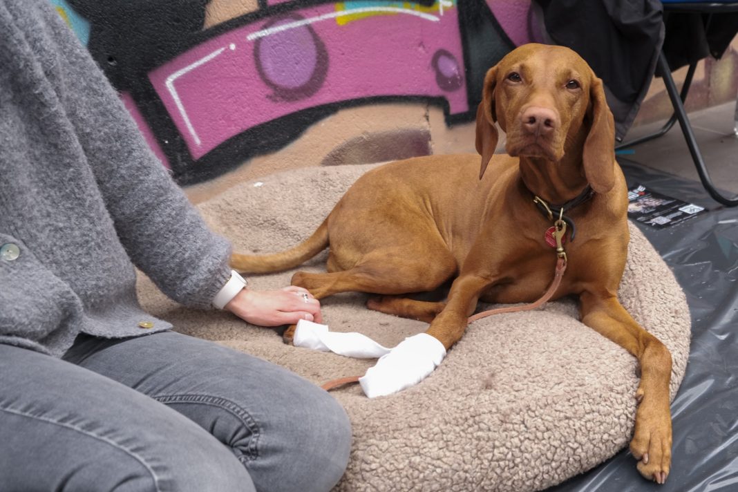 Erste-Hilfe-Kurs für die Versorgung von Hunden. Brauner Hund mit Pfotenverband liegt auf Decke.