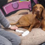 Erste Hilfe beim Hund