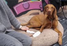 Erste-Hilfe-Kurs: Wie man einen Hund wiederbelebt Erste-Hilfe-Kurs für die Versorgung von Hunden. Brauner Hund mit Pfotenverband liegt auf Decke.