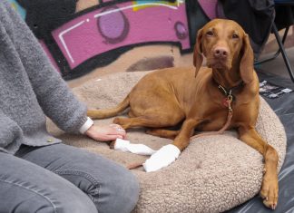Erste-Hilfe-Kurs: Wie man einen Hund wiederbelebt Erste-Hilfe-Kurs für die Versorgung von Hunden. Brauner Hund mit Pfotenverband liegt auf Decke.