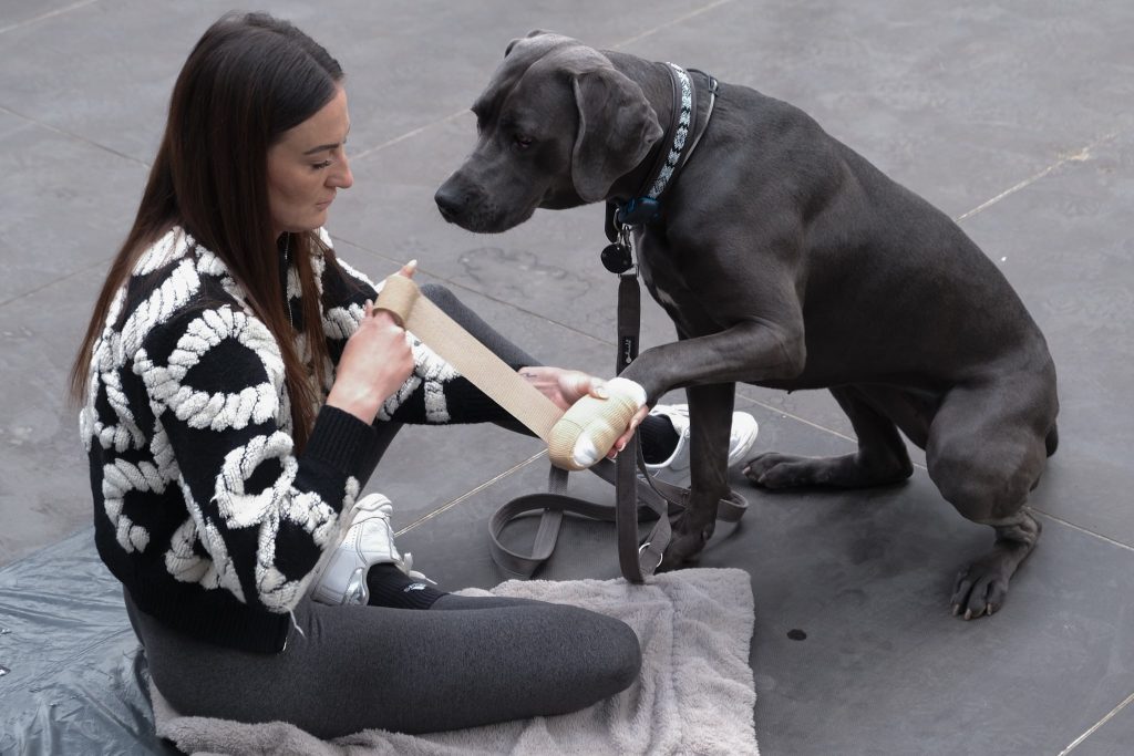 Eine Frau im Schneidersitz legt bei ihrem Hund einen Pfotenverband an.