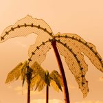 Hitzeinsel Hamburg: Palmen aus Plastik, Insel aus Beton Zu sehen sind drei Plastik-Palmen im Park Fiction in Hamburg. Die Sonne geht gerade unter, der Himmel ist orange gefärbt.