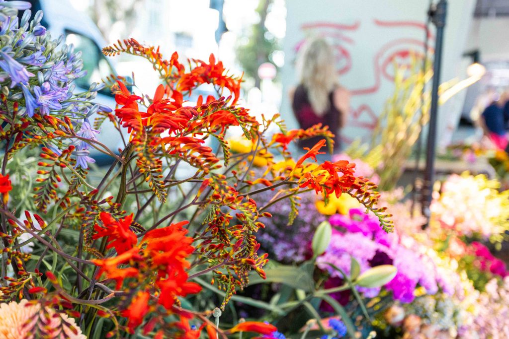 Nahaufnahme von bunten Blumen.
