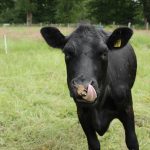 Ein schwarzes Rind streckt die Zunge heraus.
