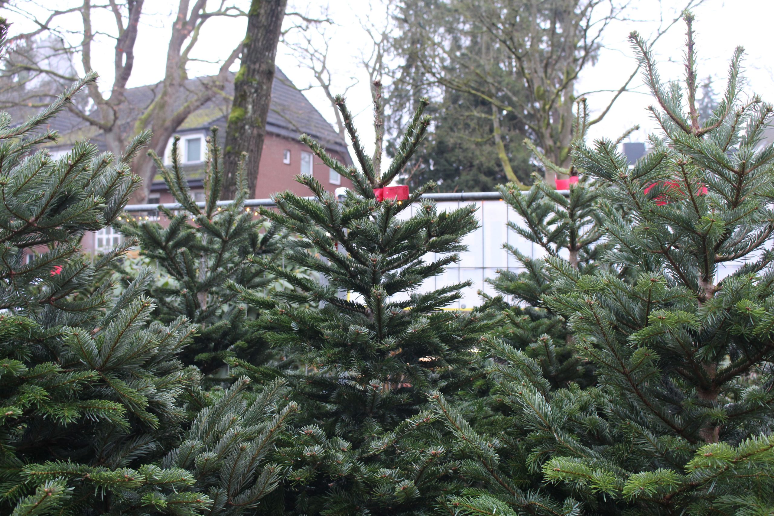 Tannen nebeneinander.