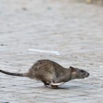 Bilanz 2025: Wo die meisten Einsätze gegen Ratten stattfanden Eine Ratte läuft über ein Kopfsteinpflaster.