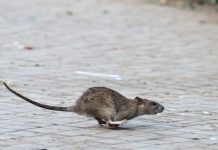 Bilanz 2025: Wo die meisten Einsätze gegen Ratten stattfanden Eine Ratte läuft über ein Kopfsteinpflaster.