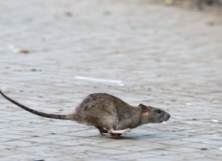 Bilanz 2025: Wo die meisten Einsätze gegen Ratten stattfanden Eine Ratte läuft über ein Kopfsteinpflaster.