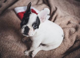Warum Haustiere keine Weihnachtsgeschenke sind Auf dem Bild ist ein kleiner, schwarz-weißer Hund zu sehen, der auf einer Decke sitzt. Hinter ihm liegt eine Weihnachtsmütze. Symbolbild Haustiere sind als Weihnachtsgeschenke ungeeignet.