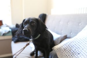 kleiner schwarzer Hund mit grünem Halsband auf einem grauen Sofa