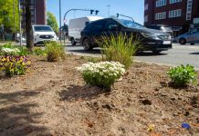 Entsiegelt die Stadt! Weiße Blumen stehen in einem Beet direkt an einer Straße. Es handelt sich um eine entsiegelte Fläche.