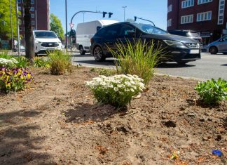 Entsiegelt die Stadt! Weiße Blumen stehen in einem Beet direkt an einer Straße. Es handelt sich um eine entsiegelte Fläche.