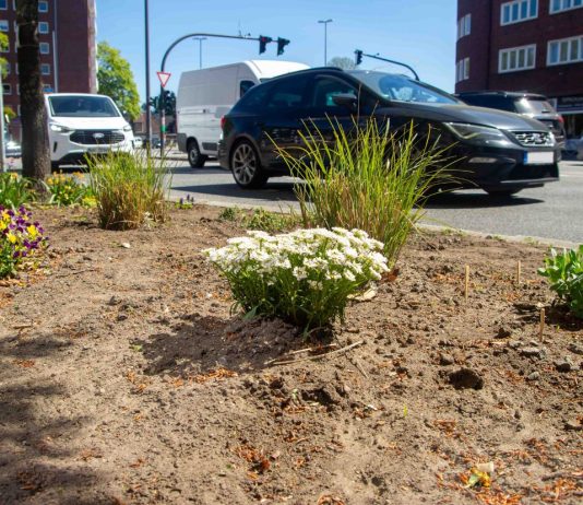 Entsiegelt die Stadt! Weiße Blumen stehen in einem Beet direkt an einer Straße. Es handelt sich um eine entsiegelte Fläche.