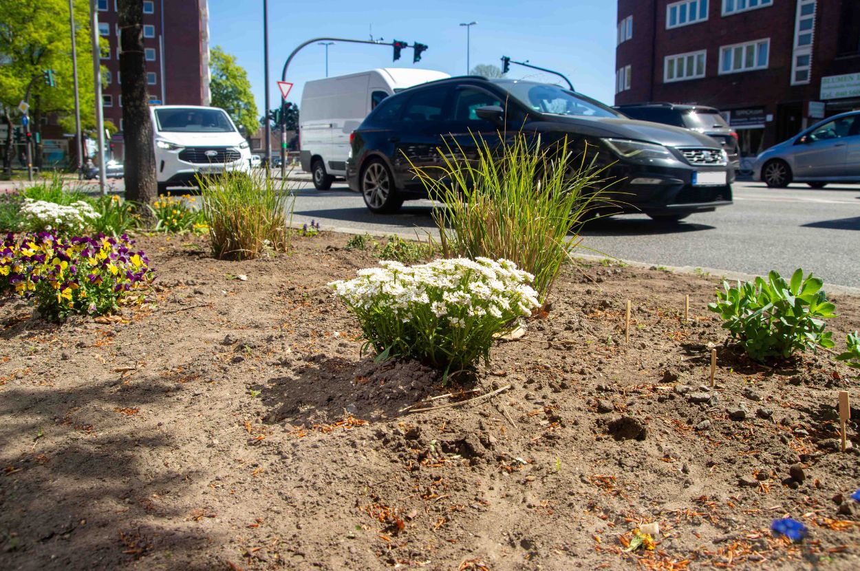 Entsiegelung in Lokstedt Weiße Blumen stehen in einem Beet direkt an einer Straße. Es handelt sich um eine entsiegelte Fläche.
