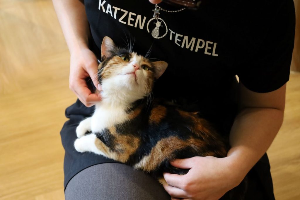 Eine rot-schwarz-weiß gefleckte Katze sitzt auf dem Schoß von Emma Jenrich.