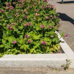 Ein Blumenbeet mit lila Storchschnäbeln.